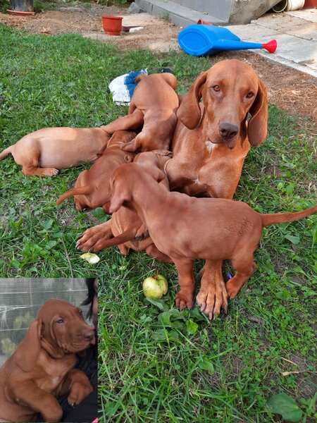 Vand catei Vizsla  Vijla maghiara,