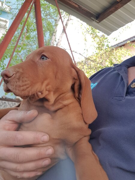 Vand catei Vizsla  Vijla maghiara,