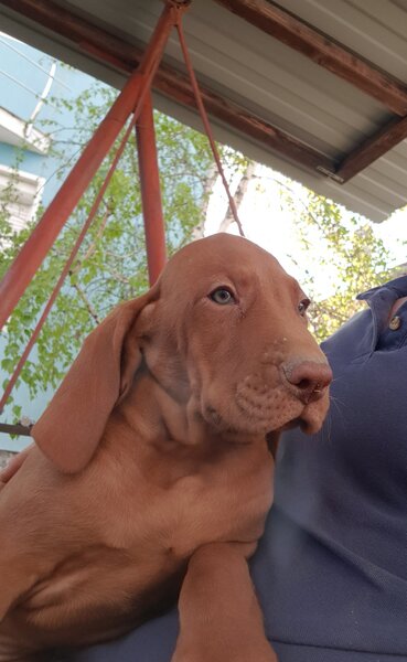 Vand catei Vizsla  Vijla maghiara,