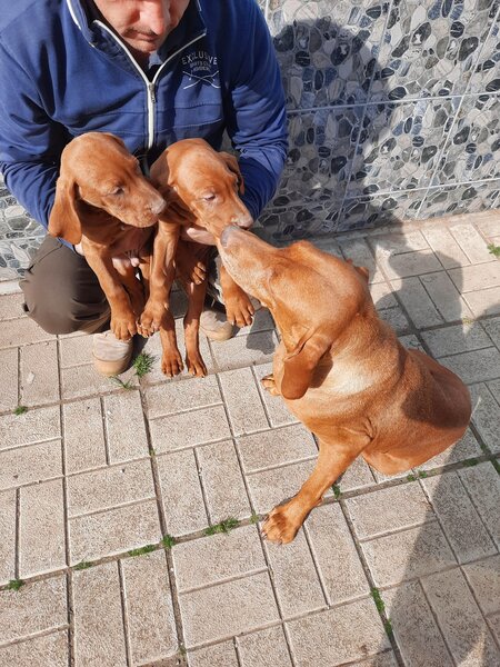 Vand catei Vizsla  Vijla maghiara,