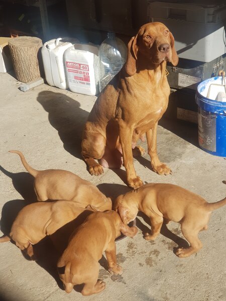 Vand catei Vizsla  Vijla maghiara,