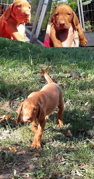 Vand catei Vizsla  Vijla maghiara,