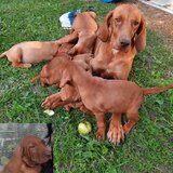 Vand catei Vizsla  Vijla maghiara